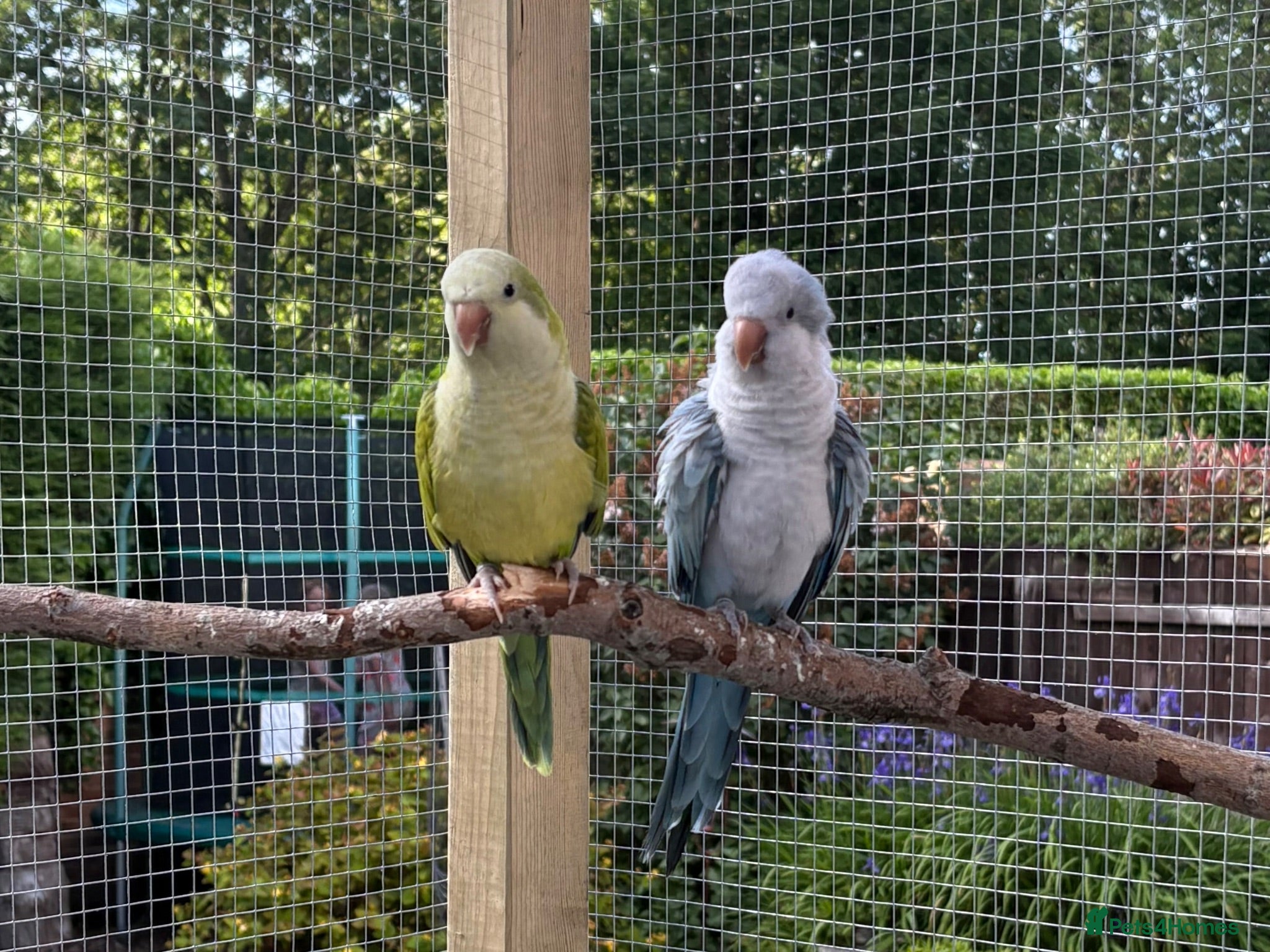 Parrots birds Pair of Quaker parrots - Advert 1