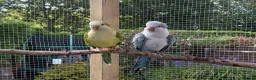Parrots birds for sale: Pair of Quaker parrots - Advert 1