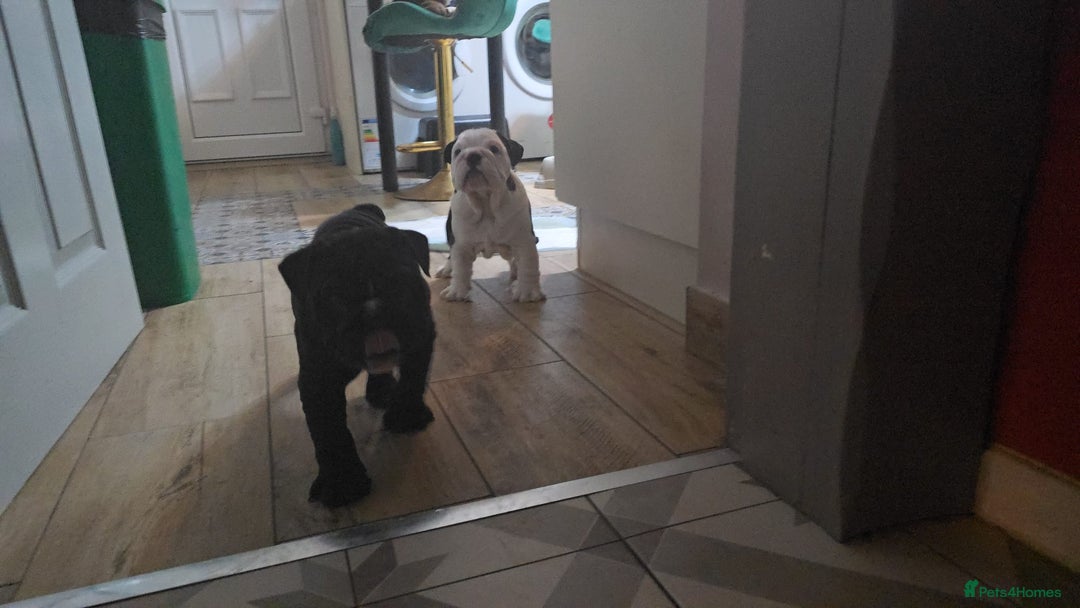 English Bulldog dogs for sale: Beautiful English buldog awaiting for new parents - Advert 8