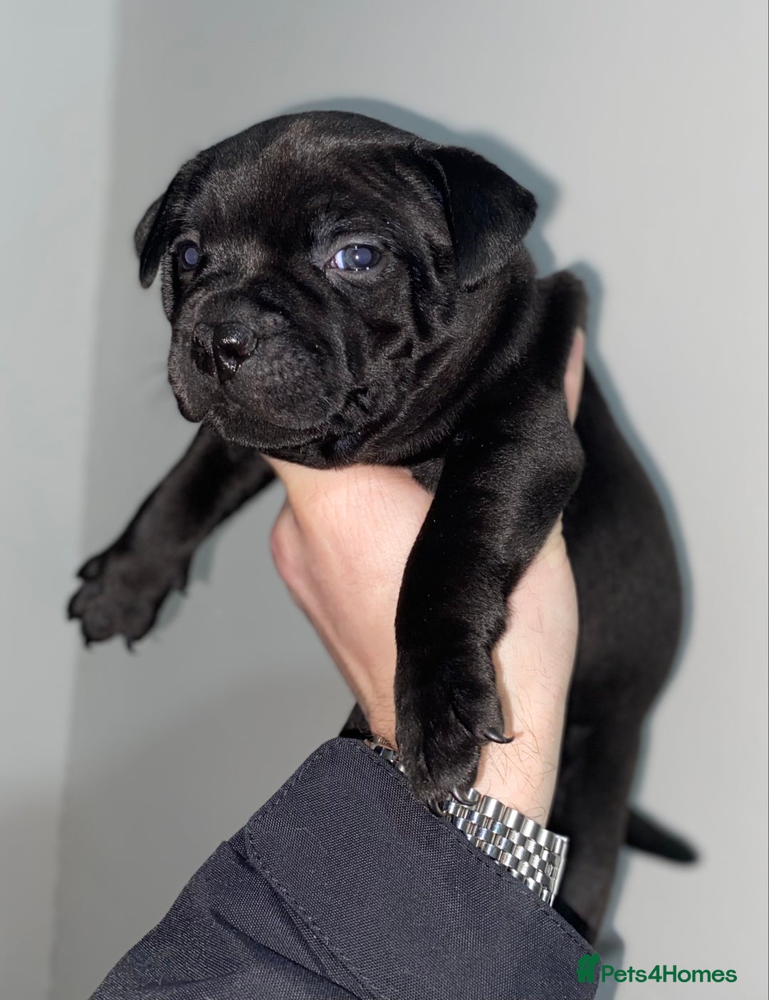 Staffordshire Bull Terrier dogs for sale: Full black Show Quality Staffy pups (Kassius Pup)  - Advert 13