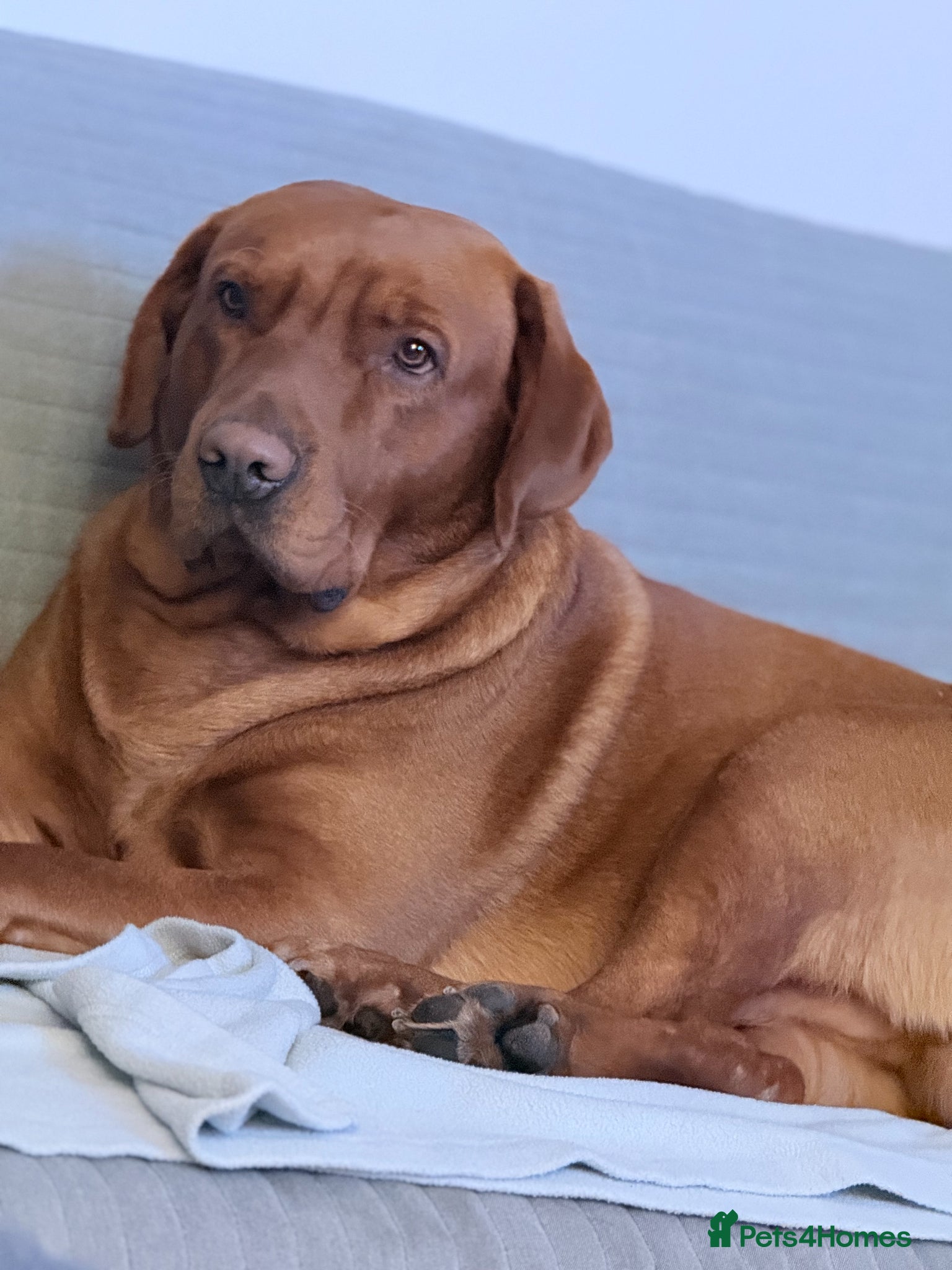 Labrador Retriever dogs Charlie - Advert 4