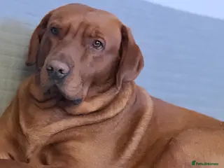 Labrador Retriever dogs Charlie - Advert 4