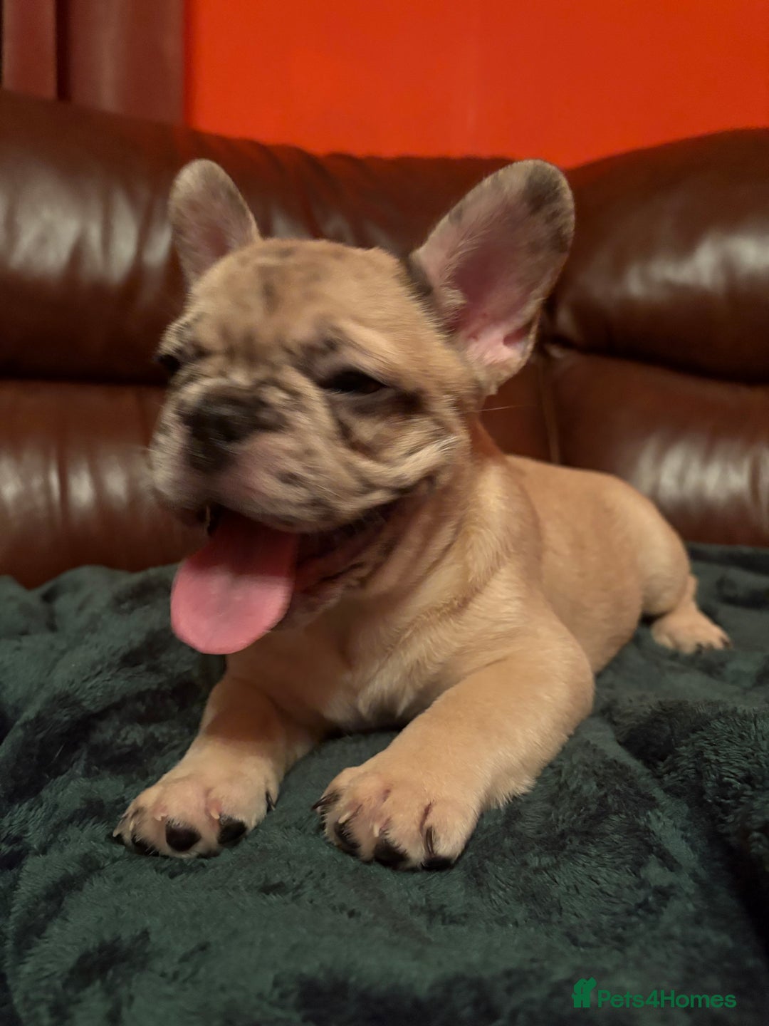 French Bulldog dogs for sale: Beautiful Blue-Eyed French-Bulldog Puppies  - Advert 4