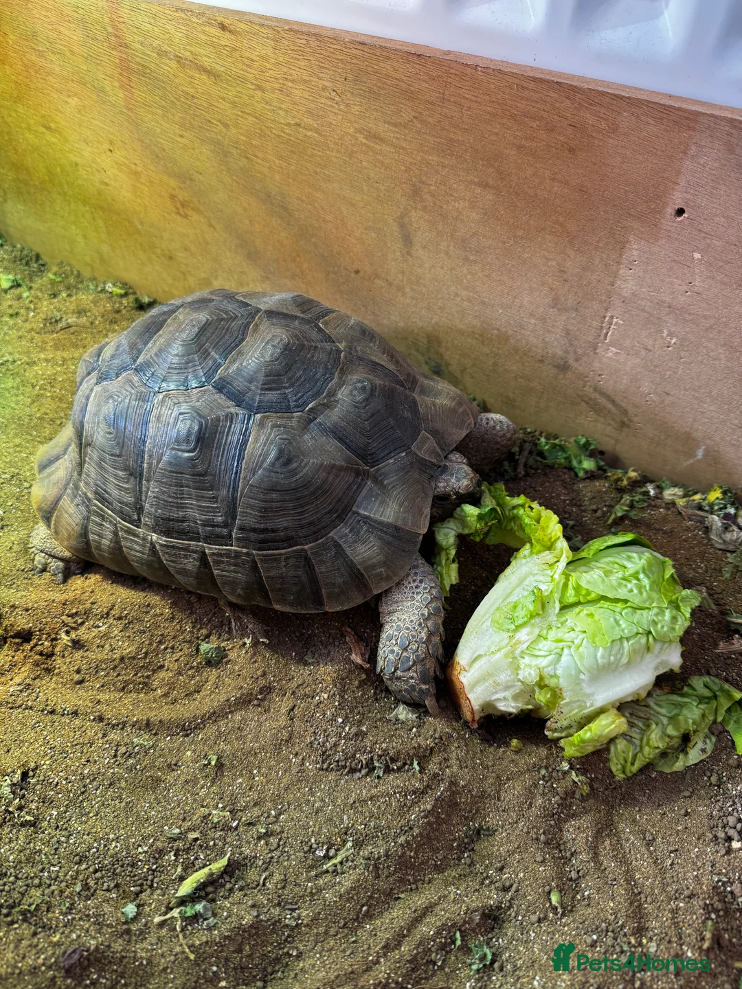 Tortoise reptiles for sale: Tortoise - Advert 1