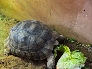 Tortoise reptiles Horsefield tortoise - Advert 3