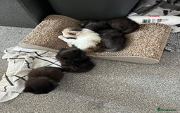 British Longhair cats for sale: 3 chocolate brown boys ready to leave  - Image 15