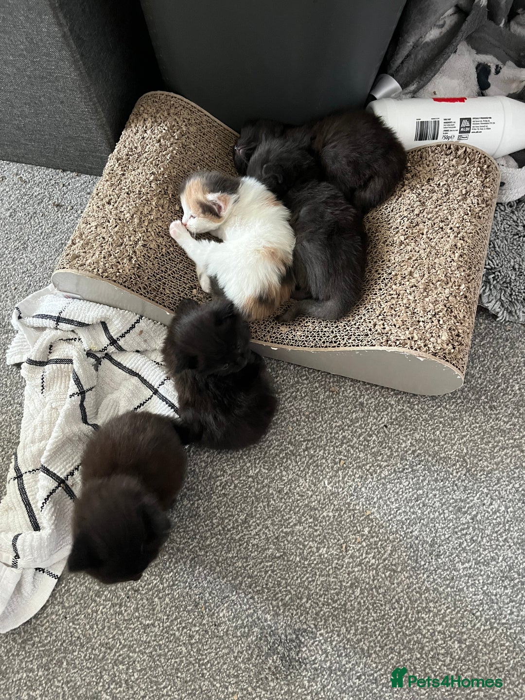 British Longhair cats for sale: 3 chocolate brown boys ready to leave  - Image 15