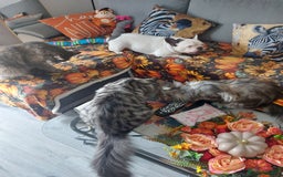 Maine Coon cats for sale: XXL Maine-coon beautiful silver boy. - Image 15