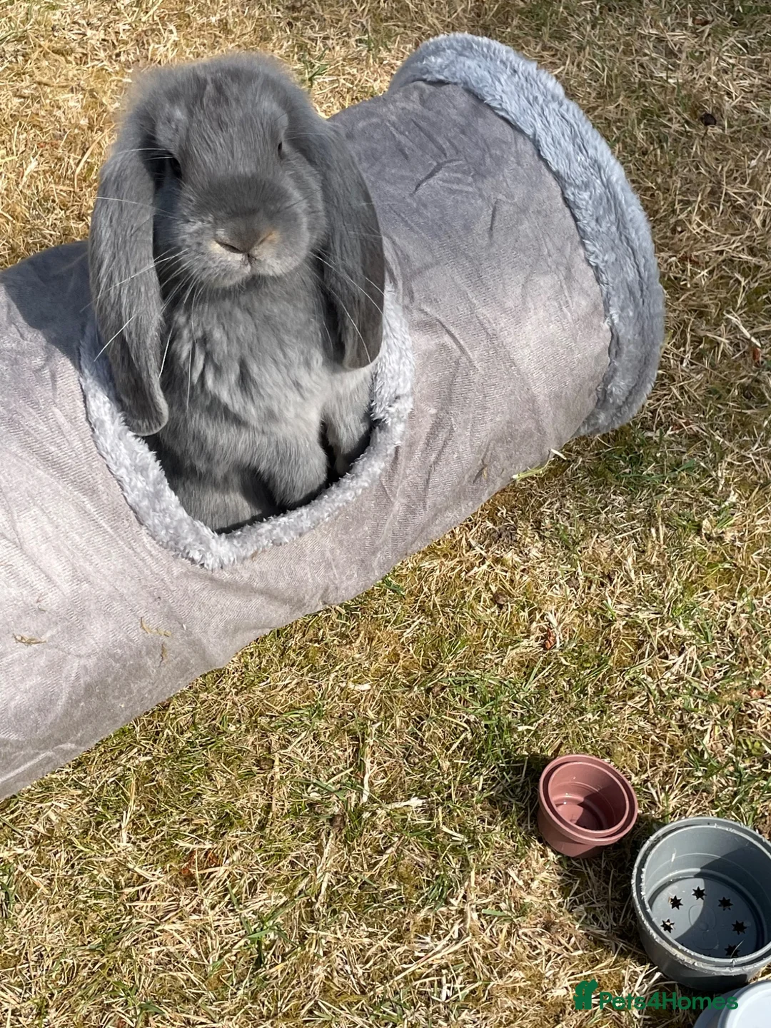 French Lop rabbits for sale: Beautiful French Lop Babies - Advert 1