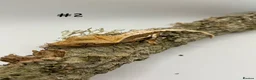 Gecko reptiles for sale: Adult + Juvenile Crested Geckos inc. Lilly Whites - Advert 3