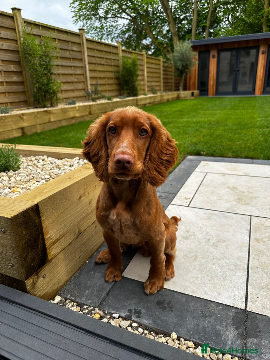 Cocker Spaniel dogs for stud: STUD - Working Cocker Spaniel - Image 21