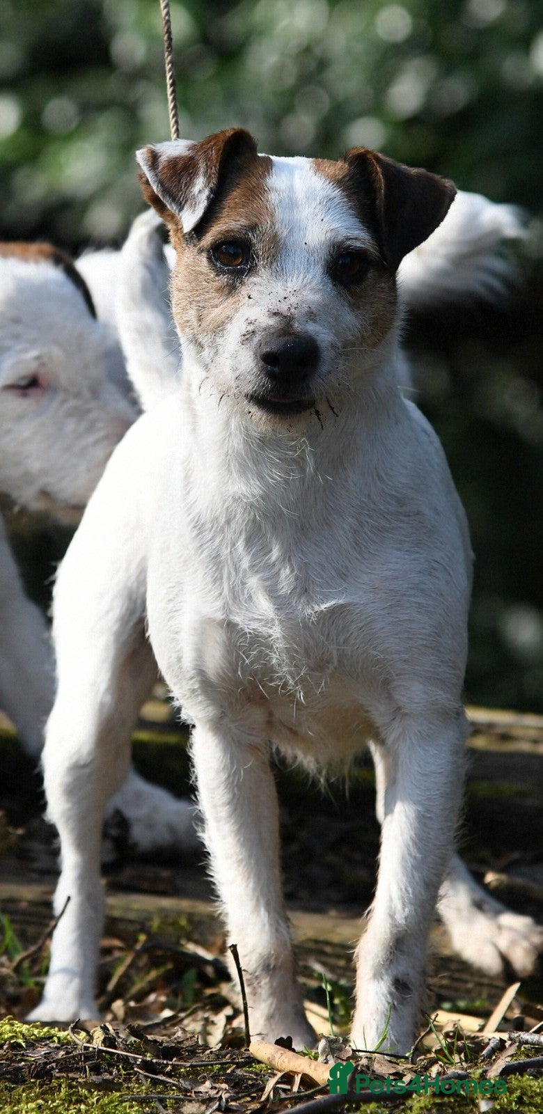 Jack Russell dogs Tremendous JRT pups  - Advert 2