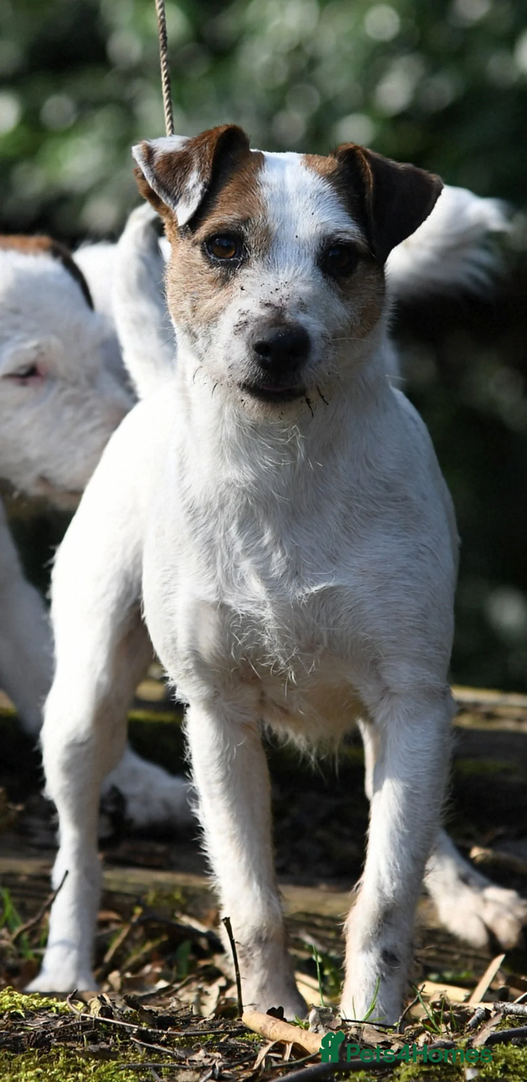 Jack Russell dogs for sale: Tremendous JRT pups  - Advert 2