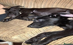 Mixed Breed dogs for sale: Puppies ready to be rehomed - Image 8