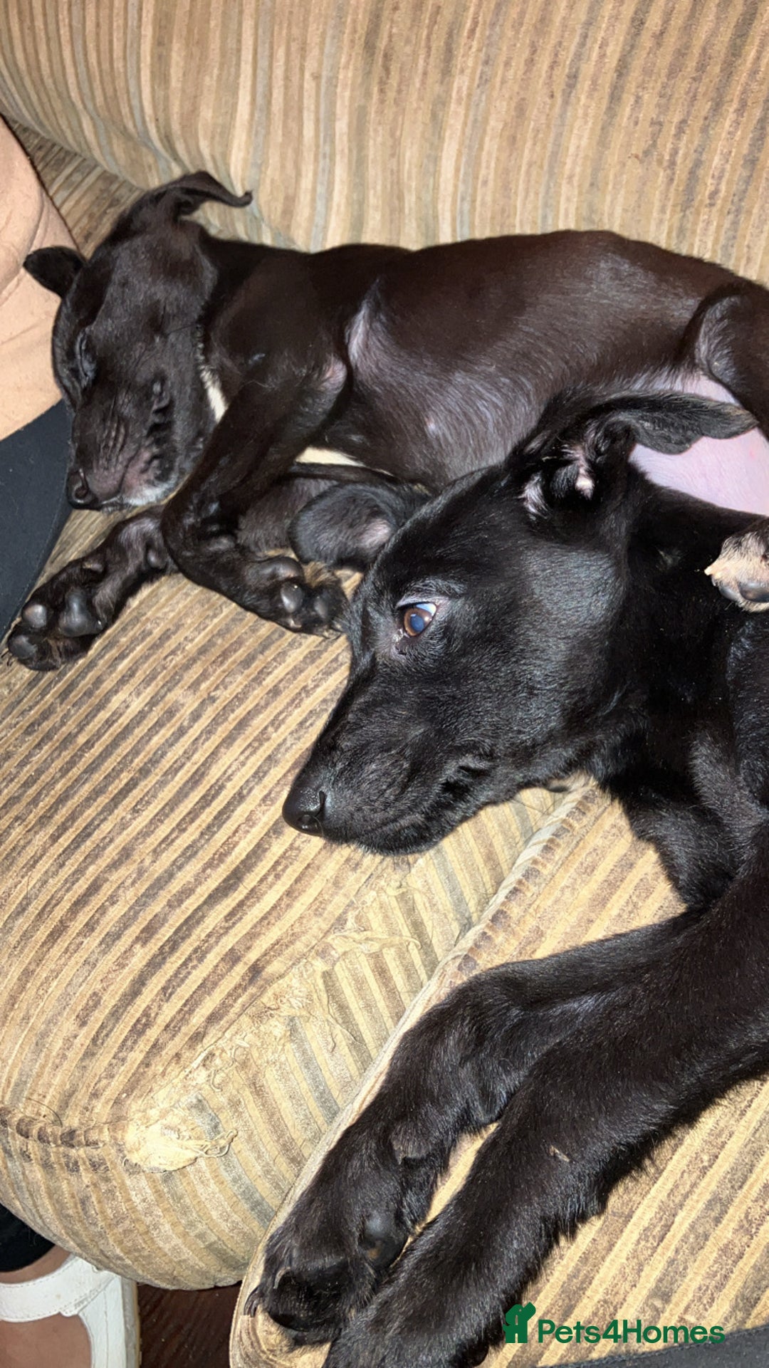 Mixed Breed dogs for sale: Puppies ready to be rehomed - Image 8