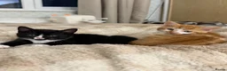 Mixed Breed cats for sale: Mixed Breed Kittens  - Advert 4