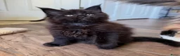 Maine Coon cats for sale: PureBred maine coon kittens - Advert 6