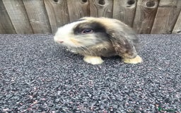Mini Lop rabbits for sale: Mini lop baby - Image 2
