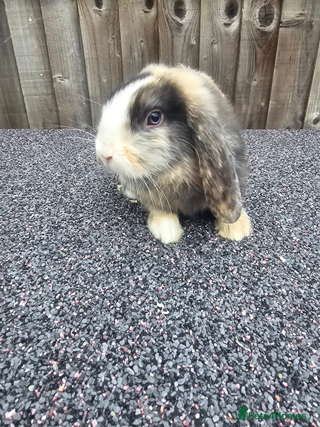 Mini Lop rabbits for sale: Mini lop baby - Image 2
