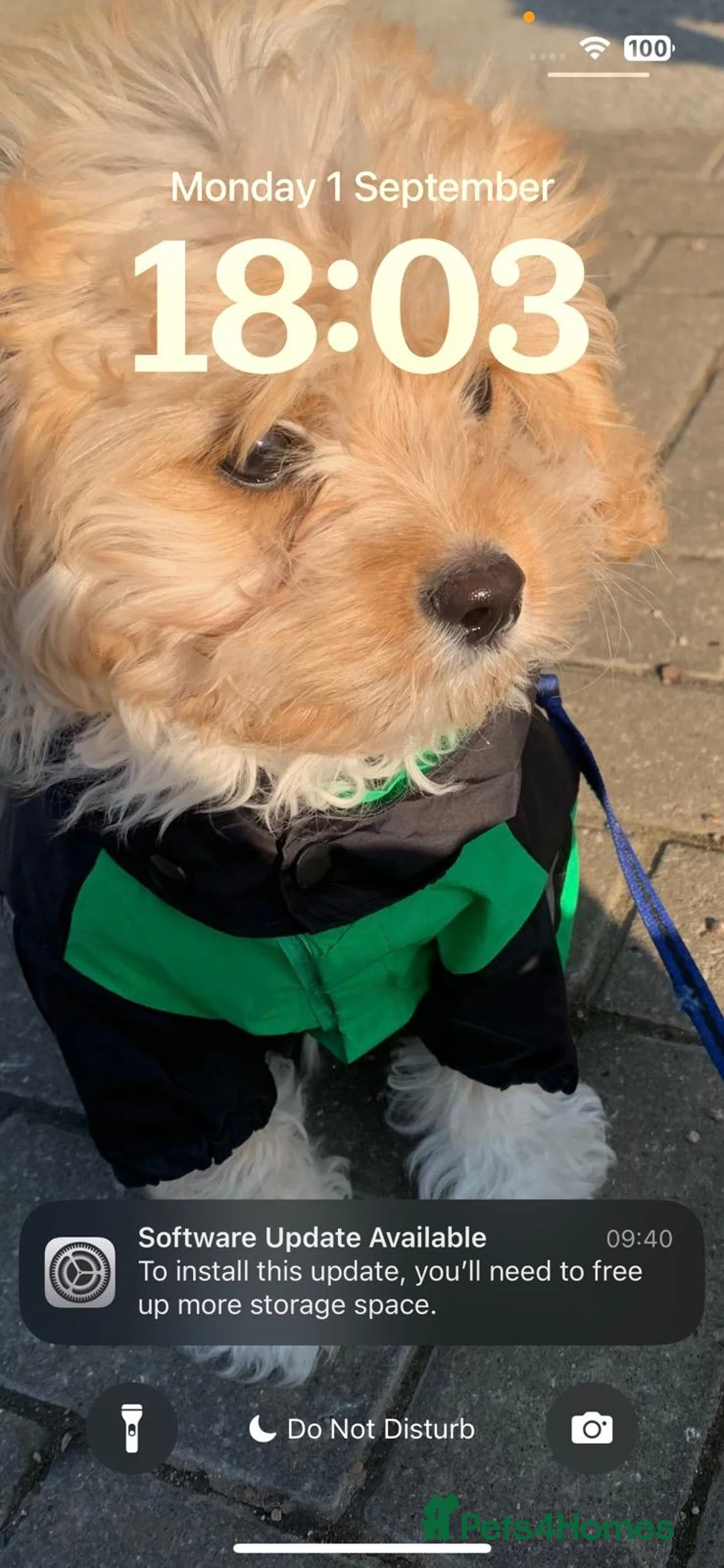 Cavapoo dogs for sale: F1B Cavapoo Puppies for Sale - Advert 9