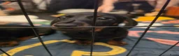Miniature Dachshund dogs for sale: Miniature dachshund pups - Advert 21