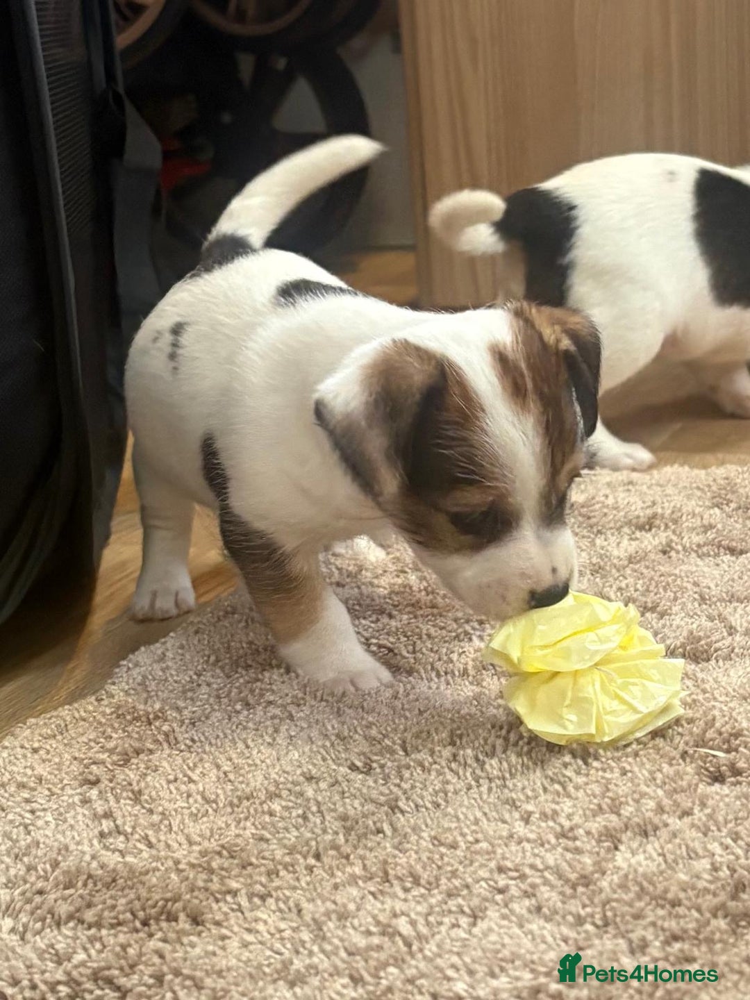 Jack Russell dogs for sale: Gorgeous short-legged Jack Russell Puppies! - Advert 21