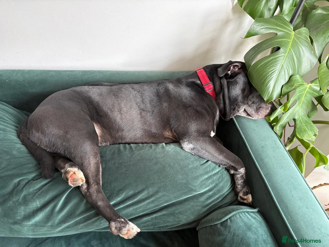 Mixed Breed dogs for adoption: 💙PO💙 5 yo boy- gentle, kind and loving soul in Worthing - Advert 11