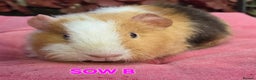 Guinea Pig rodents for sale: Pure BRED TEDDY SOWS  - Advert 4
