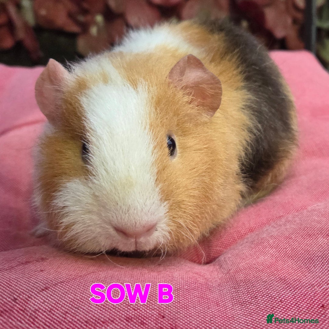 Guinea Pig rodents for sale: Pure BRED TEDDY SOWS  - Advert 4