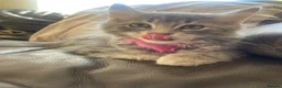 British Longhair cats for sale: Last 2 little boys  - Advert 1