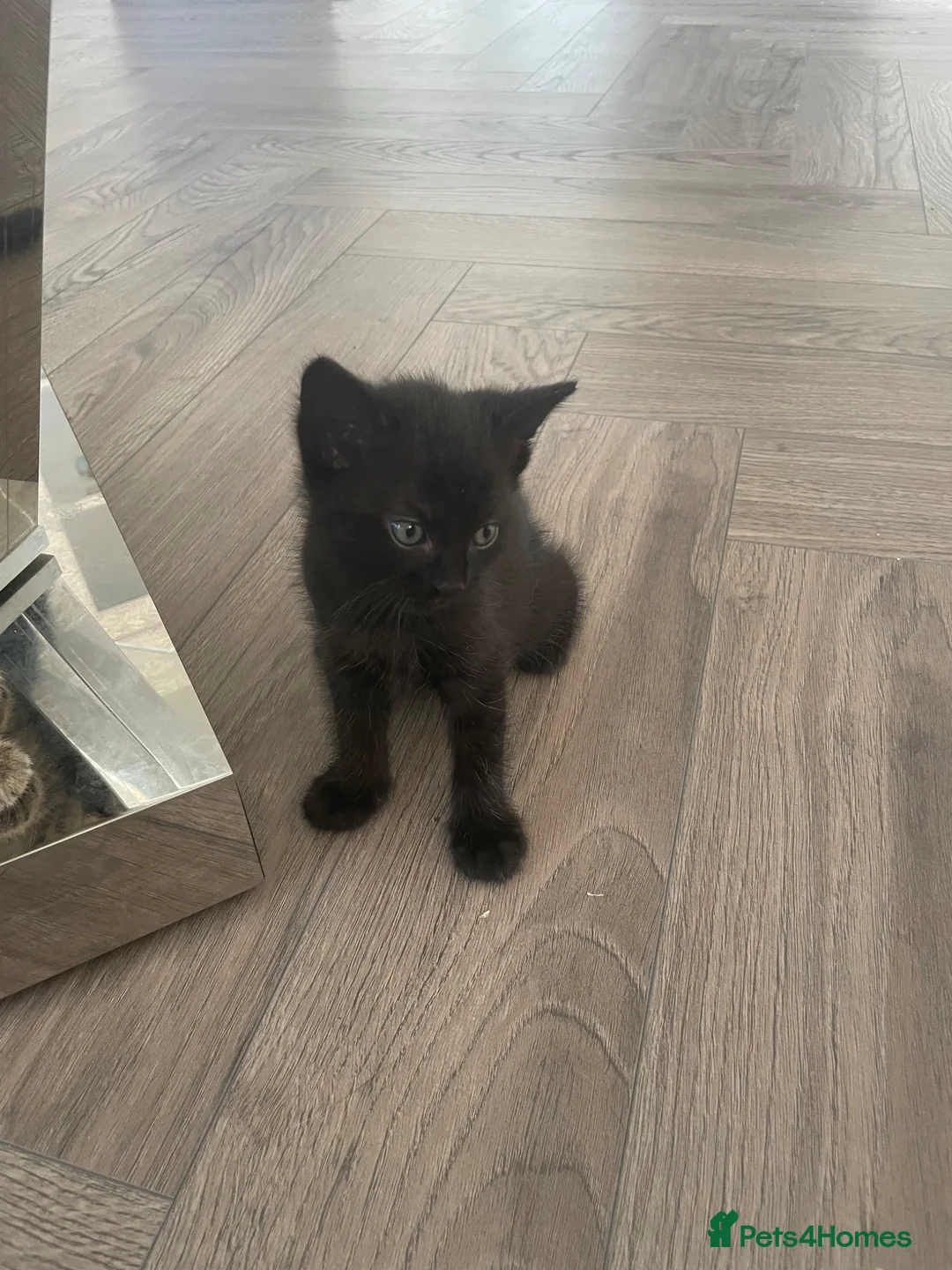 Mixed Breed cats for sale: Mixed bengal kittens - Advert 2