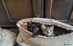 Mixed Breed cats for sale: Kittens ready now - Image 2