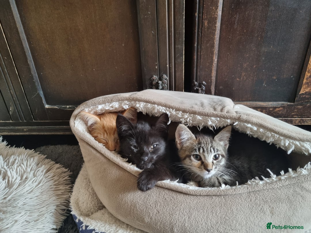 Mixed Breed cats for sale: Kittens ready now - Image 2