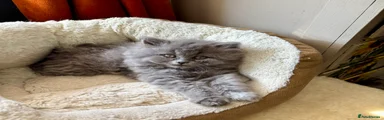British longhair Kitten 1 blue 
