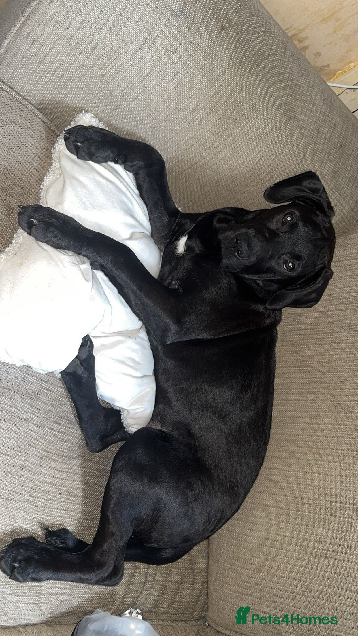 Mixed Breed dogs Experienced home needed! Presa X lab  - Advert 1