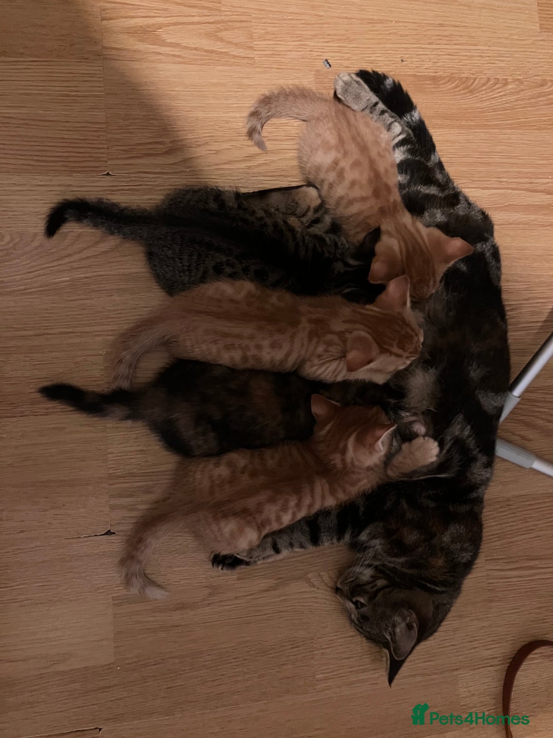 Mixed Breed cats for sale:  kittens😻ready to go to their forever homes - Image 10