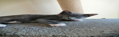Russian Blue 