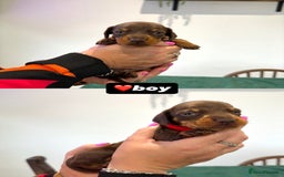 Miniature Dachshund dogs for sale: Miniature dachshunds - Image 4
