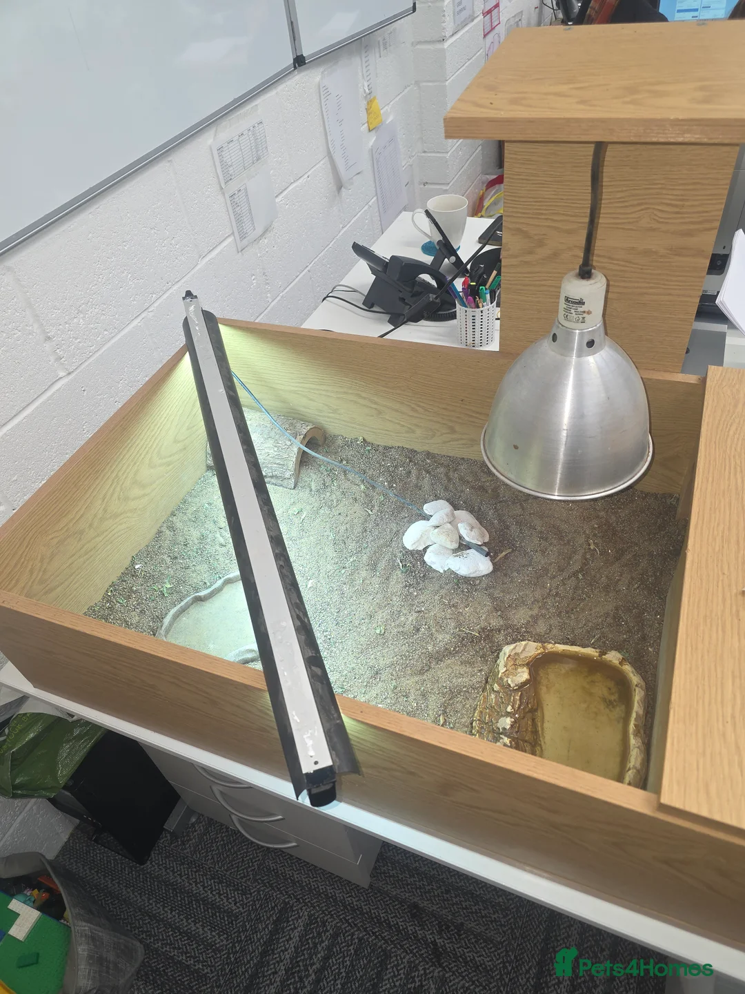 Hermann Tortoise reptiles for sale: Male and female Herman tortoise - Advert 6