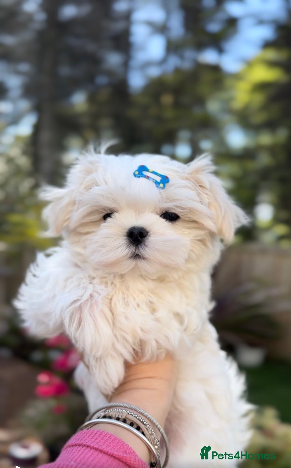 Maltese dogs Last Korean Maltese Boy left🏆KC Registered 🏆🩵🩵 - Advert 2