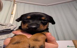Dobermann dogs for sale: Gorgeous Doberman Pups - Image 4