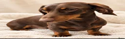 Miniature Dachshund dogs for stud: Miniature dachshund stud 18 champions in pedigree - Advert 13
