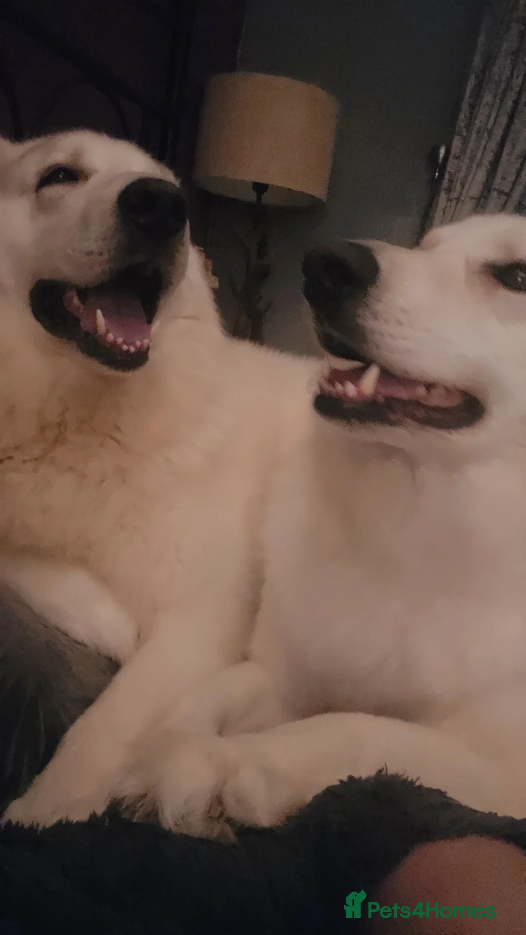 White Swiss Shepherd dogs for stud: Me and Beast in Saint Helens - Advert 1