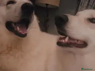 White Swiss Shepherd dogs Me and Beast - Advert 1