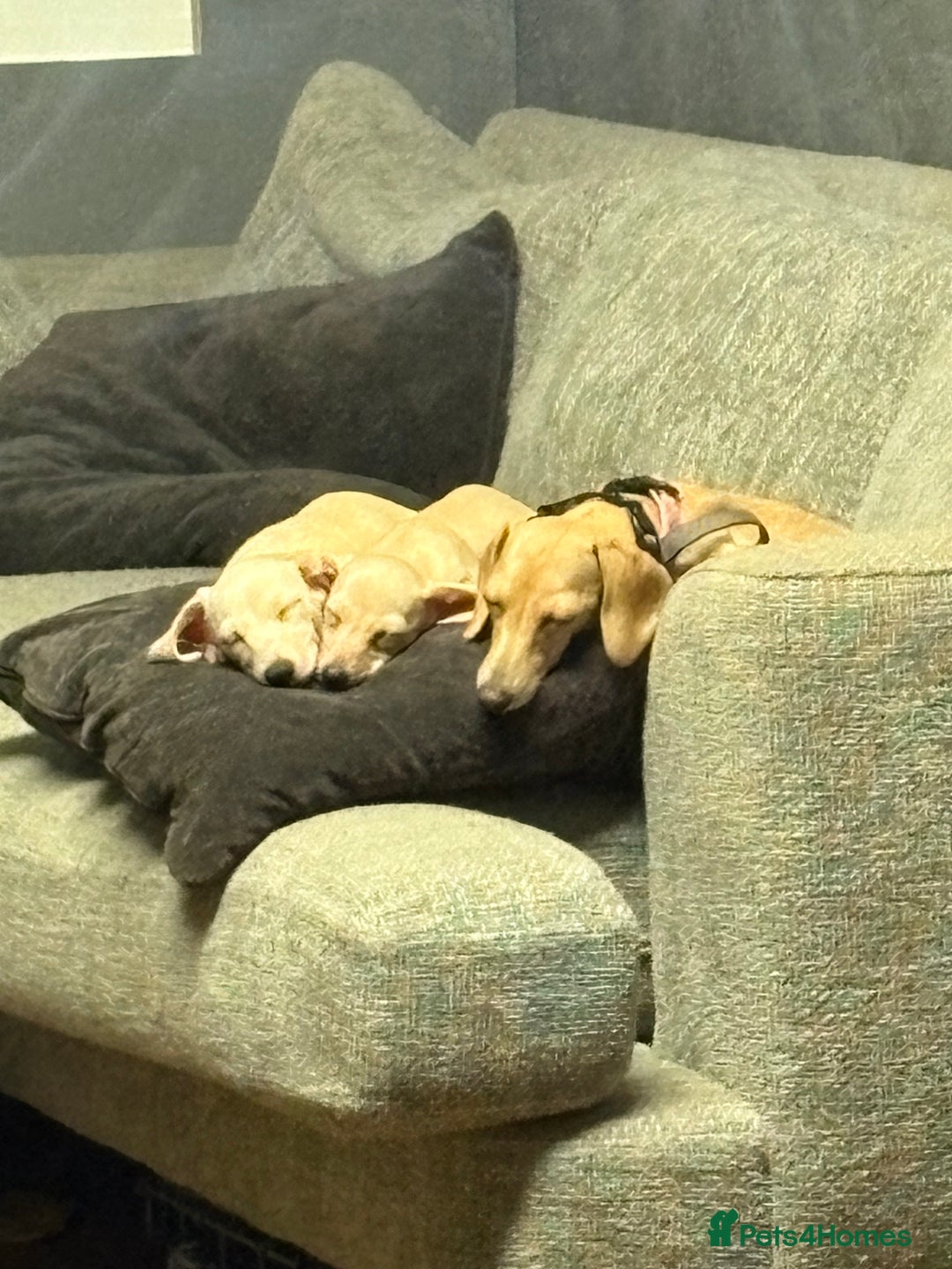 Miniature Dachshund dogs for sale: Cream miniature dachshunds  - Advert 26