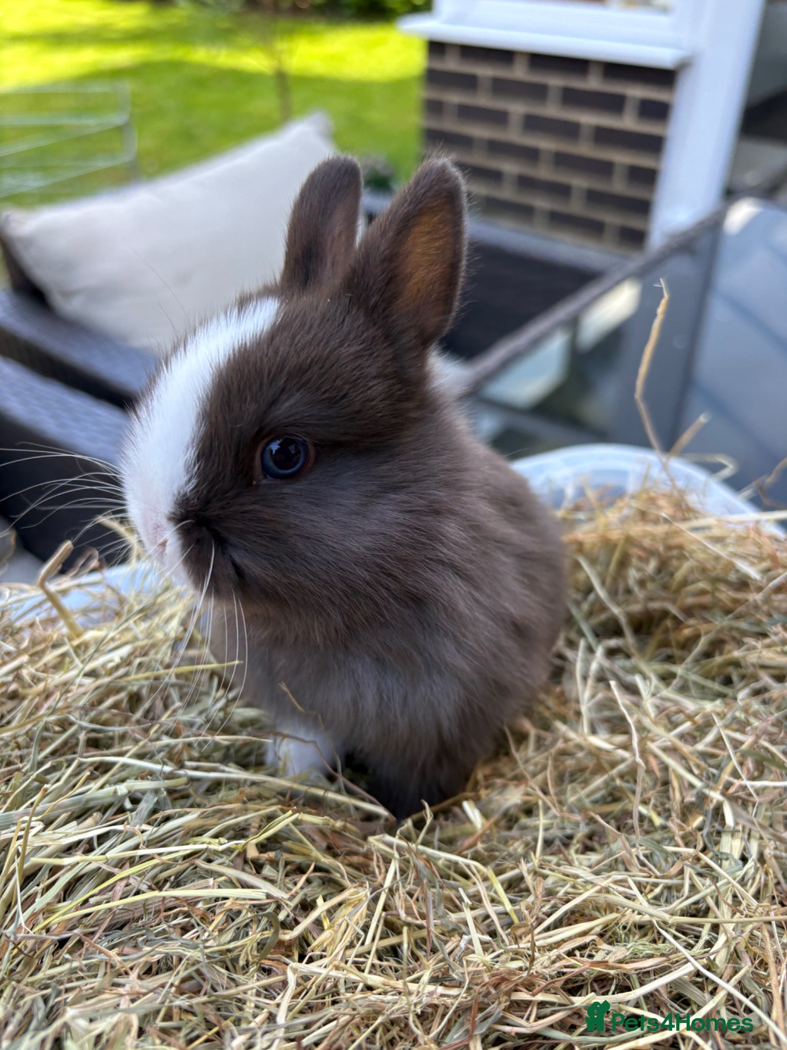 Netherland Dwarf rabbits Last. 1 available  Pure Netherland dwarf babies  - Advert 5