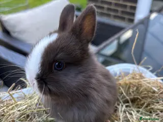 Netherland Dwarf rabbits Last. 1 available Pure Netherland dwarf babies - Advert 5