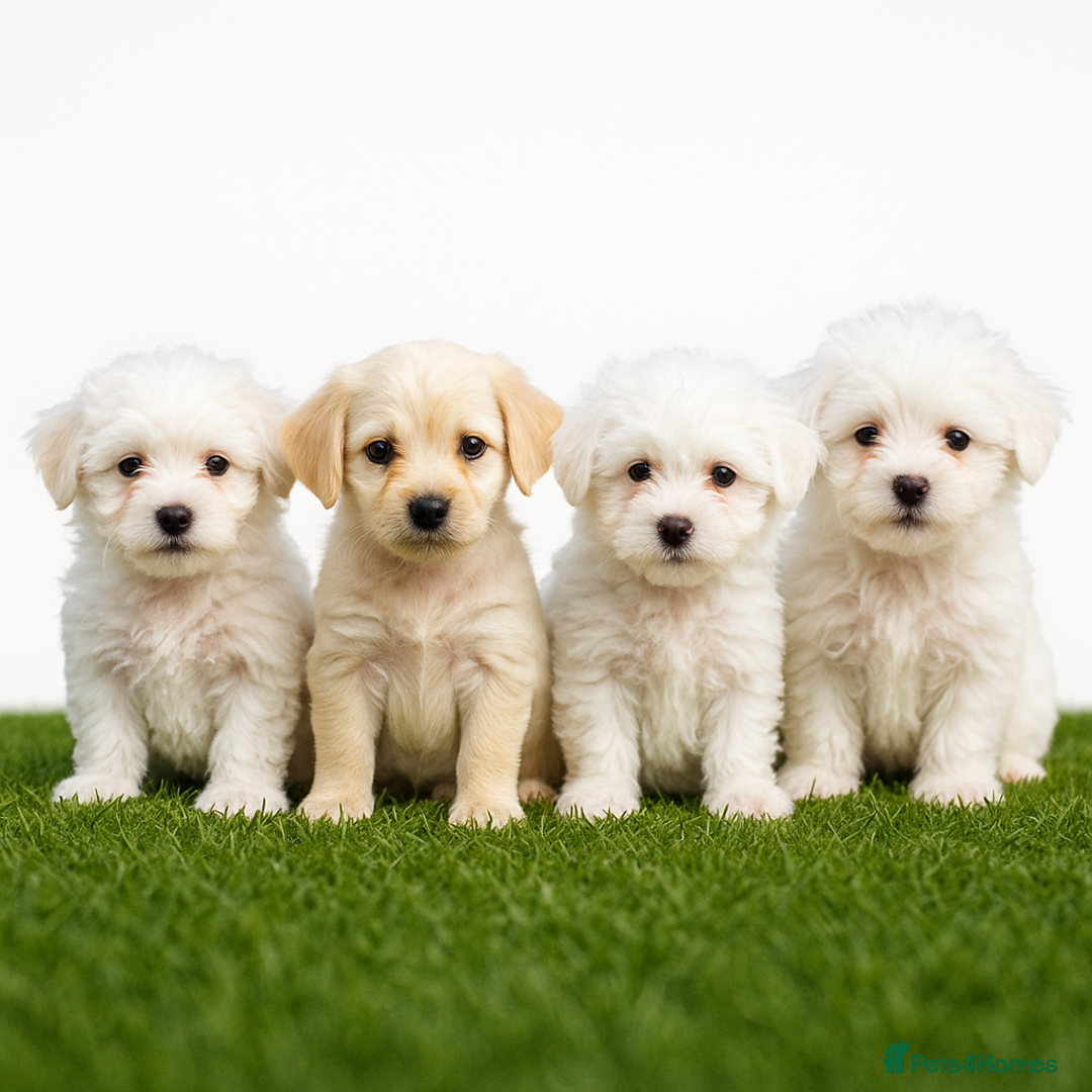 Bichon Frise dogs for sale: Adorable Pure Bichon Frise Puppy Now in London - Image 4