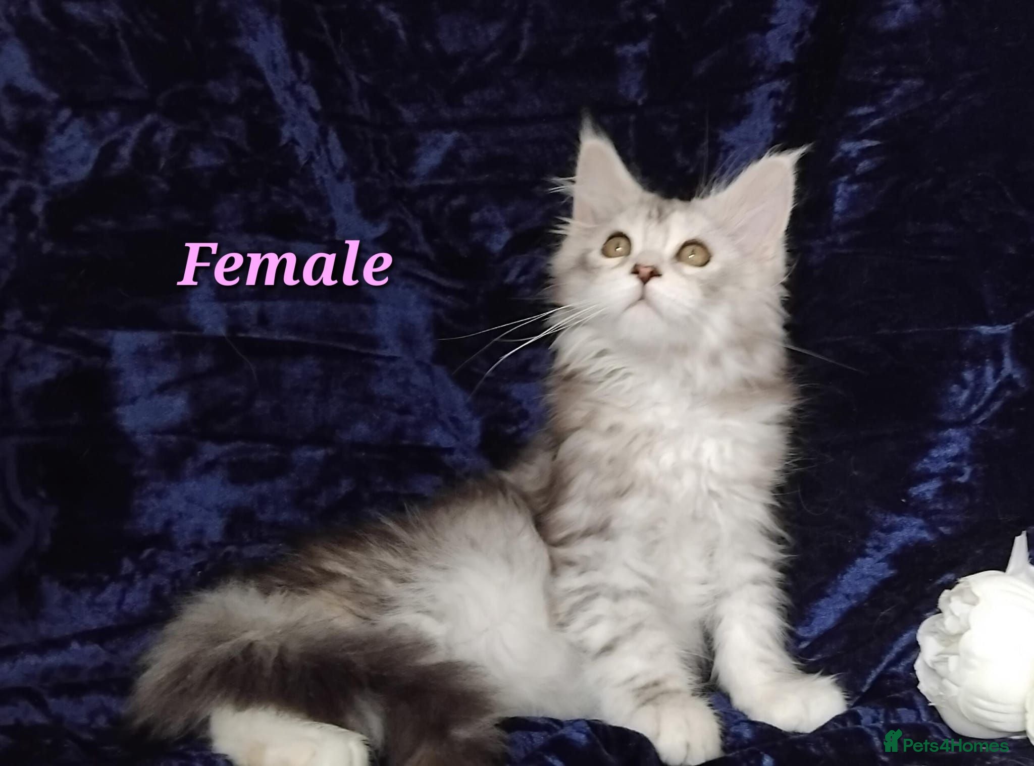 Maine Coon cats Pure Maine Coons Kittens For Sale - Advert 16