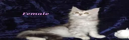 Maine Coon cats for sale: Pure Maine Coons Kittens For Sale - Advert 1